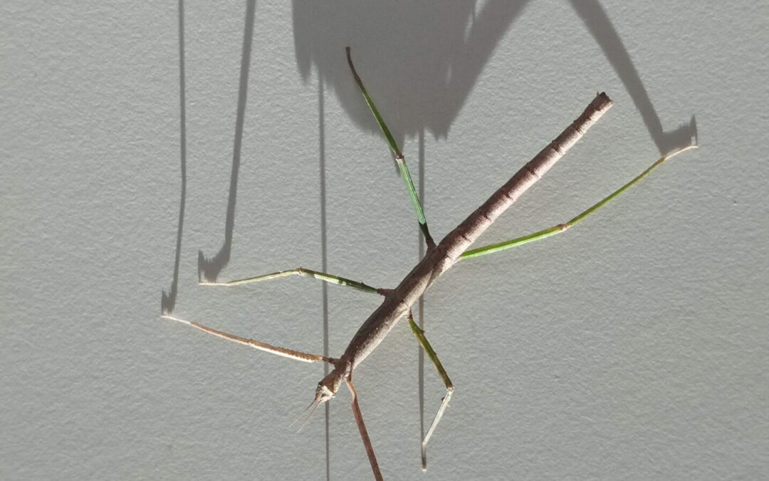 Vijetnamski paličnjaci stigli u našu školu