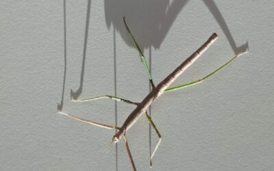 Vijetnamski paličnjaci stigli u našu školu